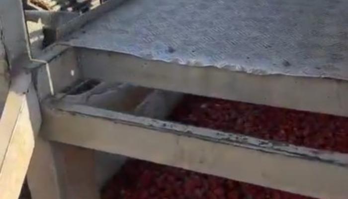 Manisa'da salça firmasının faaliyetleri 'sağlıksız koşullar' nedeniyle durduruldu
