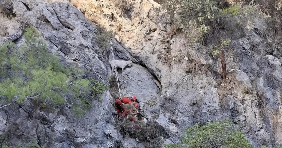 Muğla'da kayalıkta mahsur kalan keçiler kurtarıldı