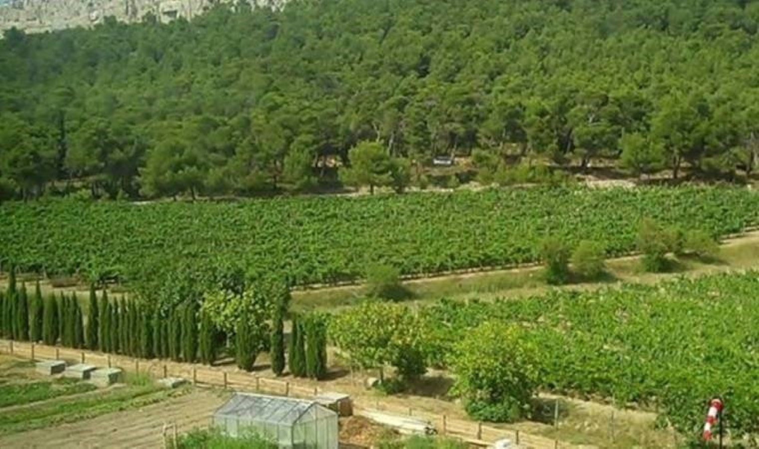 Ankara'da ormanlara giriş yasak - Son Dakika Türkiye Haberleri