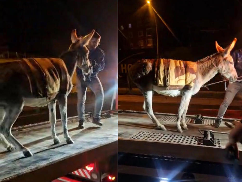 Ankara’da şaşırtıcı olay: Başıboş eşeğin yediemin otoparkına götürülmesi ve kavuşma hikayesi