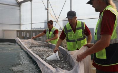 Muğla’dan 5 ülkeye 33 milyon yavru balık ihracatı