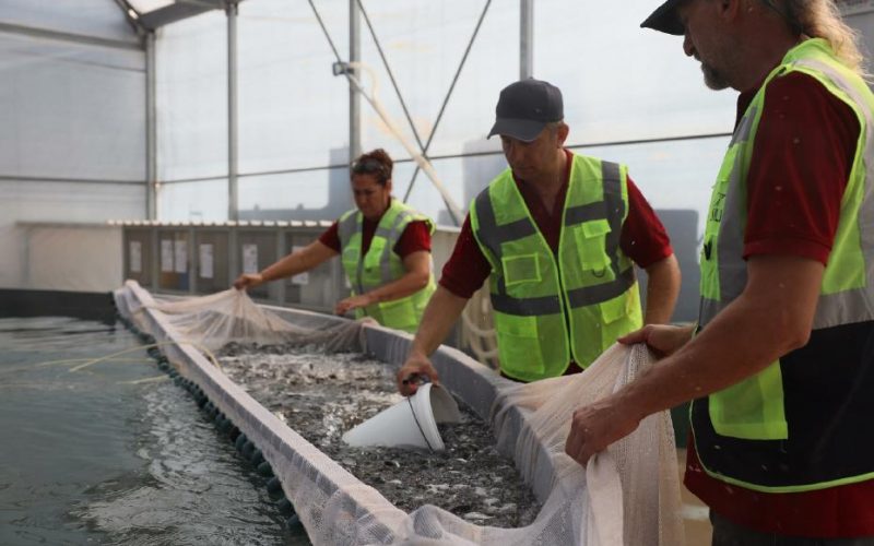 Muğla’dan 5 ülkeye 33 milyon yavru balık ihracatı