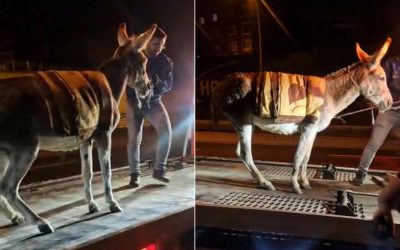 Ankara’da şaşırtıcı olay: Başıboş eşeğin yediemin otoparkına götürülmesi ve kavuşma hikayesi